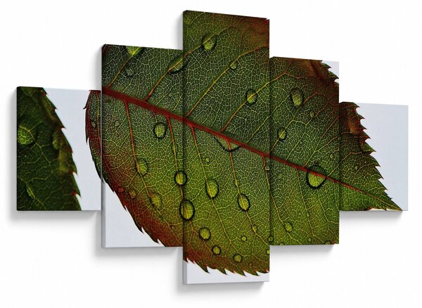 Obraz - List růže (125x70 cm)