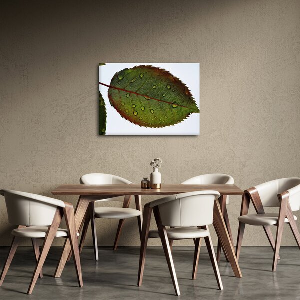 Obraz - List růže (70x50 cm)