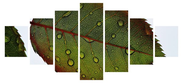 Obraz - List růže (210x100 cm)