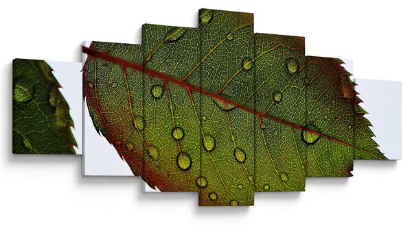 Obraz - List růže (210x100 cm)
