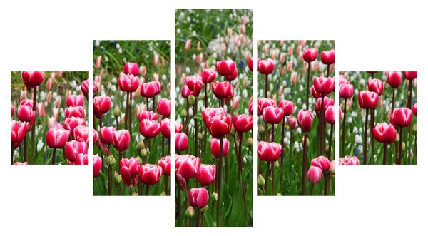 Obraz tulipánů (125x70 cm)