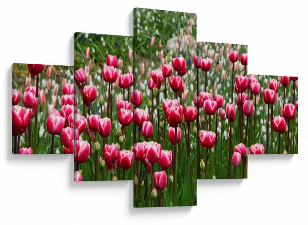 Obraz tulipánů (125x70 cm)