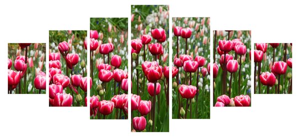 Obraz tulipánů (210x100 cm)