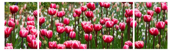 Obraz tulipánů (170x50 cm)