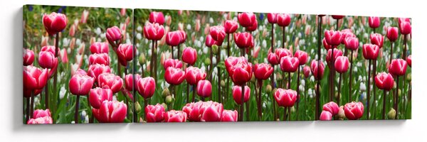 Obraz tulipánů (170x50 cm)