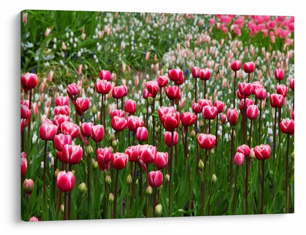 Obraz tulipánů (70x50 cm)