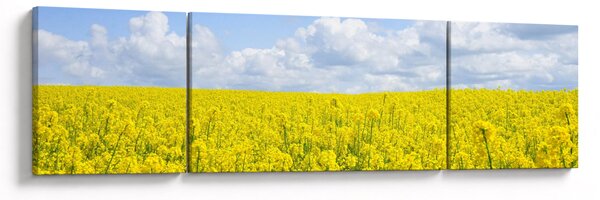 Obraz žlutého pole (170x50 cm)