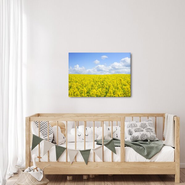 Obraz žlutého pole (70x50 cm)