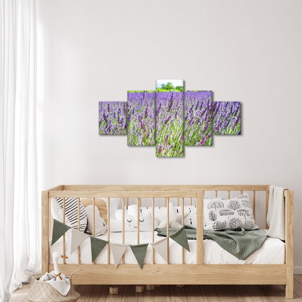 Obraz pole s levandulemi (125x70 cm)