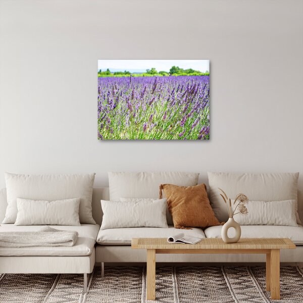 Obraz pole s levandulemi (70x50 cm)