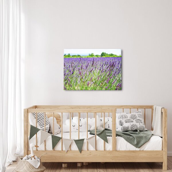 Obraz pole s levandulemi (70x50 cm)