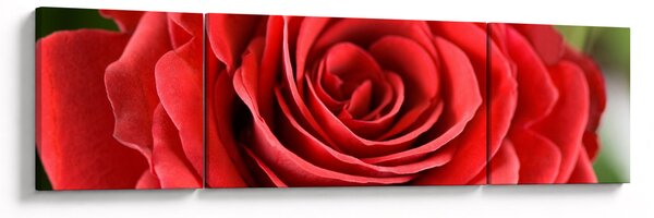 Obraz květu růže (170x50 cm)