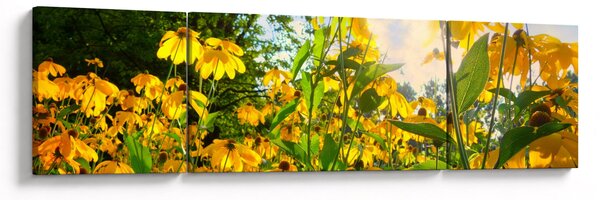 Obraz žlutých květin (170x50 cm)