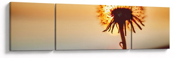 Obraz Pampelišky v západu slunce (170x50 cm)