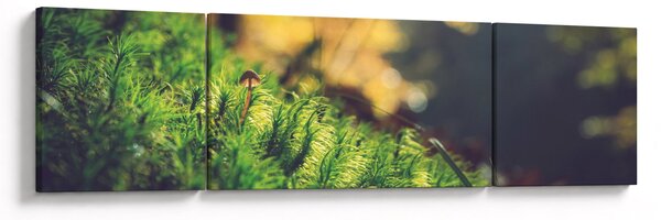 Obraz mechu s houbou (170x50 cm)