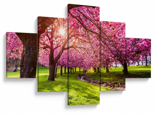 Obraz rozkvetlých třešní, Hurd Park, Dover, New Jersey (125x70 cm)