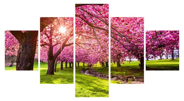 Obraz rozkvetlých třešní, Hurd Park, Dover, New Jersey (125x70 cm)