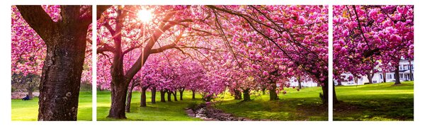 Obraz rozkvetlých třešní, Hurd Park, Dover, New Jersey (170x50 cm)