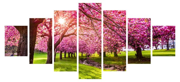 Obraz rozkvetlých třešní, Hurd Park, Dover, New Jersey (210x100 cm)