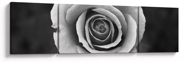 Obraz růže (170x50 cm)