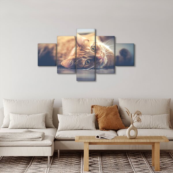 Obraz kočky na podlaze (125x70 cm)