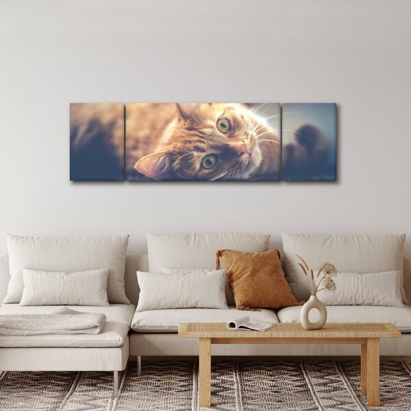 Obraz kočky na podlaze (170x50 cm)