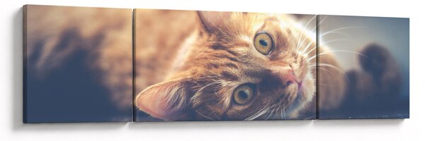 Obraz kočky na podlaze (170x50 cm)