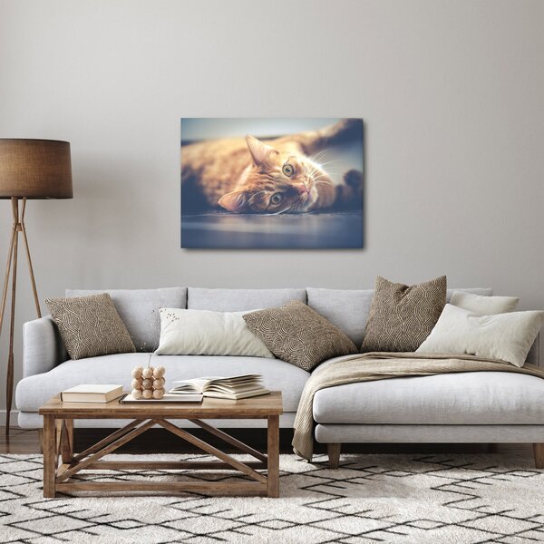 Obraz kočky na podlaze (70x50 cm)