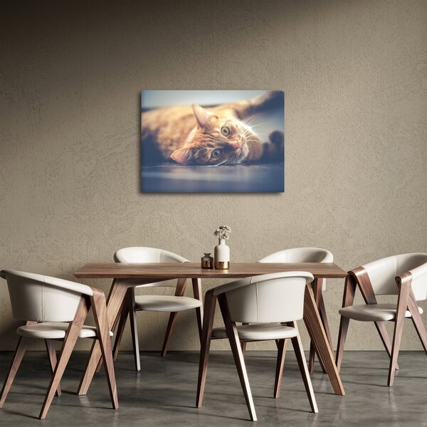 Obraz kočky na podlaze (70x50 cm)