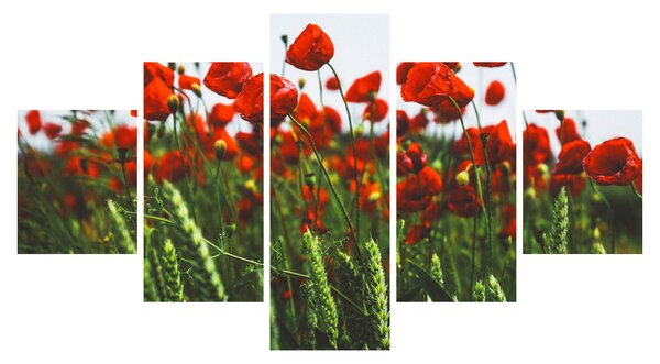 Obraz vlčích máků ve větru (125x70 cm)