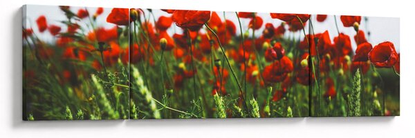 Obraz vlčích máků ve větru (170x50 cm)