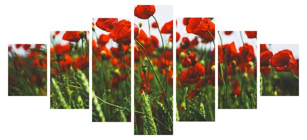 Obraz vlčích máků ve větru (210x100 cm)