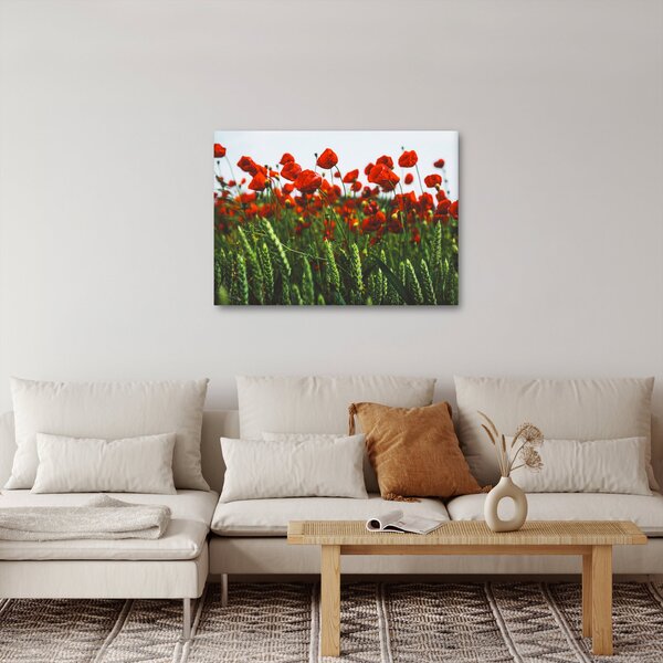 Obraz vlčích máků ve větru (70x50 cm)