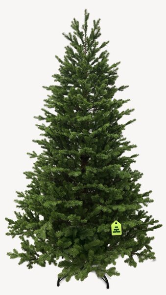 Smrk Natura 100 % 550 LED 150 cm