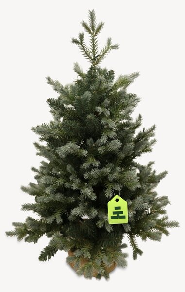 Smrk Modrý 100 LED 90 cm