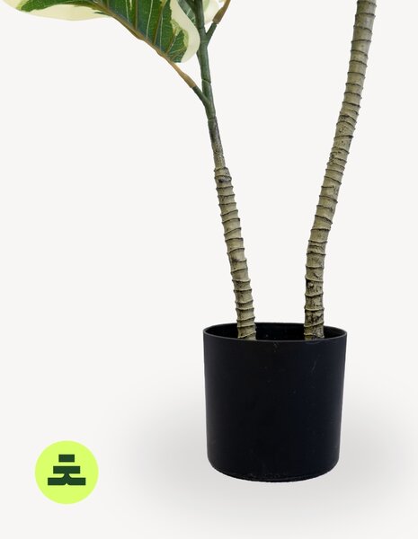 Umělý Ficus Lyrata 150 cm