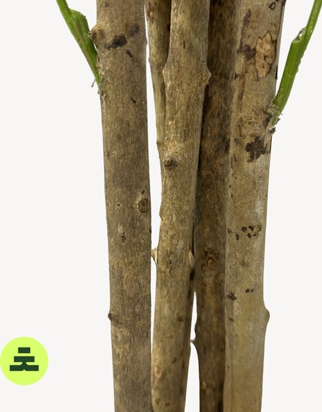 Umělý Olivovník Vícekmenný 120 cm