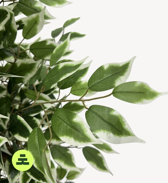 Umělý Ficus Twilight 160 cm