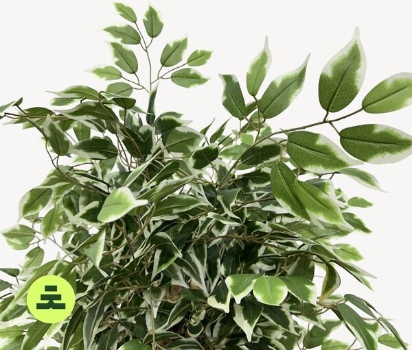 Umělý Ficus Twilight 160 cm
