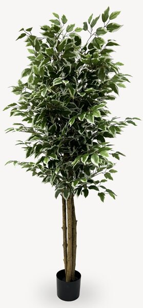 Umělý Ficus Twilight 160 cm