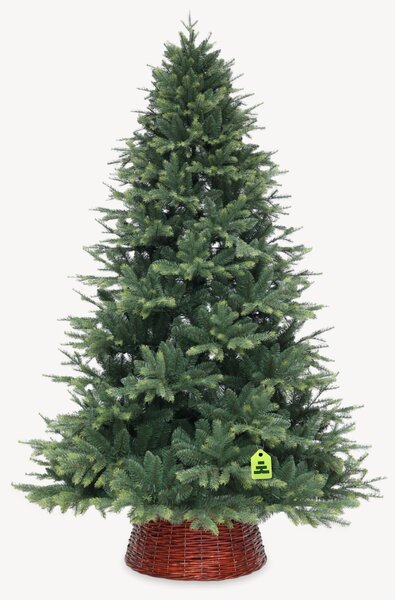Smrk Himalájský 150 cm