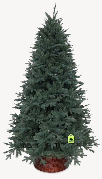 Smrk Stříbrný 150 cm