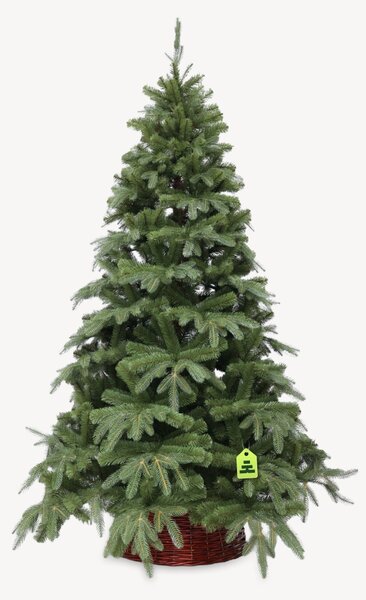 Jedle Přírodní 150 cm