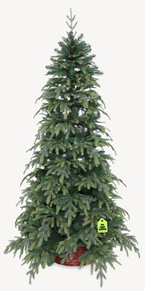 Smrk Natura 150 cm