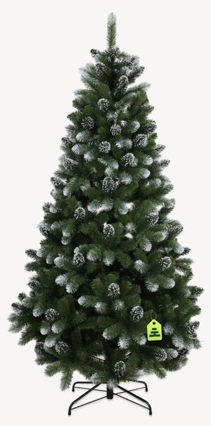 Borovice zasněžená 150 cm
