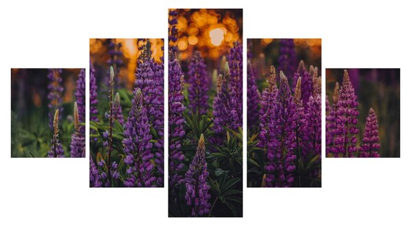 Obraz květů vlčího bobu (125x70 cm)