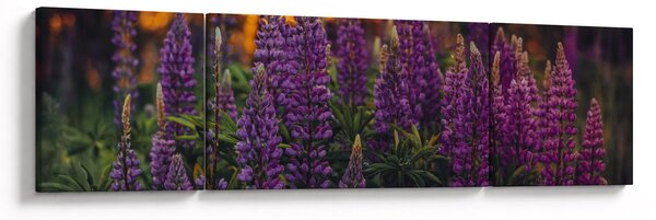Obraz květů vlčího bobu (170x50 cm)