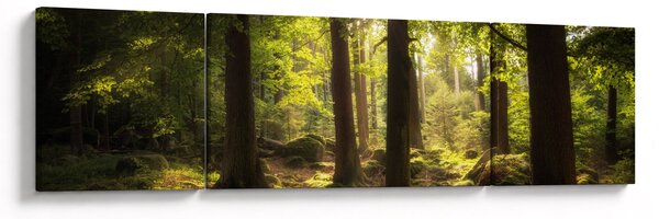 Obraz snového lesa (170x50 cm)