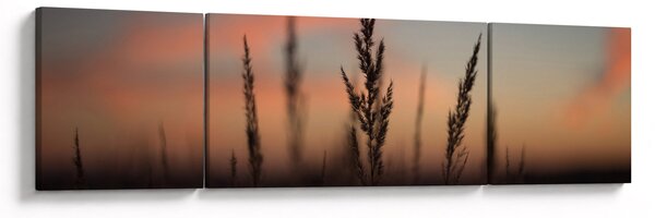 Obraz - Silueta rostliny (170x50 cm)