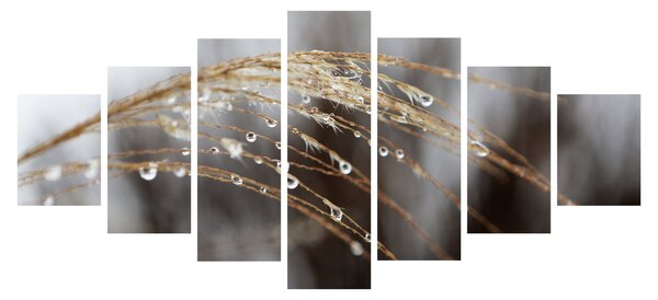 Obraz kapek na rostlině (210x100 cm)